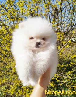 Pomeranian Boo Yavruları 3