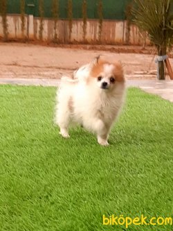 POMERANİAN BOO YAVRULARI 3