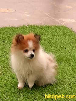 POMERANİAN BOO YAVRULARI 1