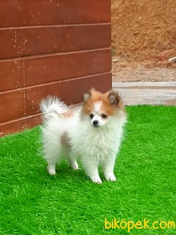 POMERANİAN BOO YAVRULARI 5