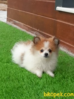 POMERANİAN BOO YAVRULARI 2