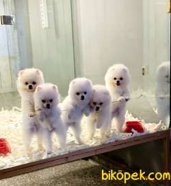 POMERANİAN BOO YAVRULARI 2