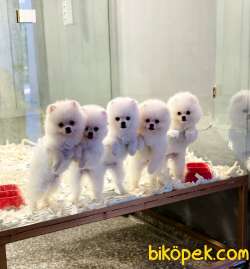 POMERANİAN BOO YAVRULARI 3