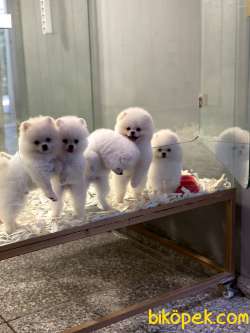 POMERANİAN BOO YAVRULARI 4