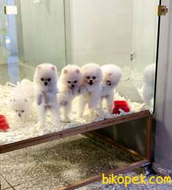 POMERANİAN BOO YAVRULARI 1