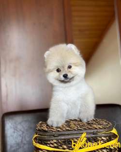 ÇOK ŞİRİN ÇOK TATLI POMERANİAN BOO YAVRUMUZ 2