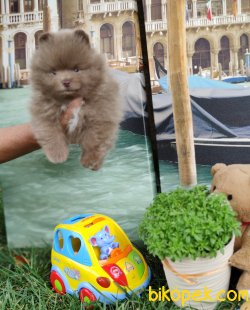 POMERANİAN BOO YAVRULARIMIZ SİZLERLE 4