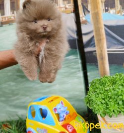 POMERANİAN BOO YAVRULARIMIZ SİZLERLE 3