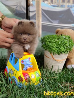 POMERANİAN BOO YAVRULARIMIZ SİZLERLE 1