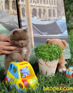 POMERANİAN BOO YAVRULARIMIZ SİZLERLE 2