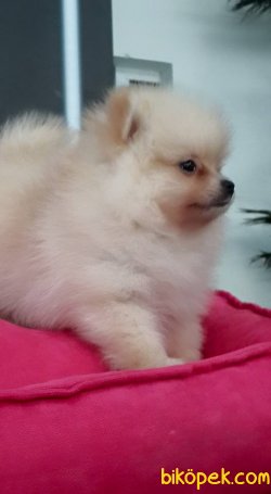 POMERANİAN BOO YAVRULARI 3