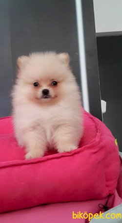 POMERANİAN BOO YAVRULARI 1