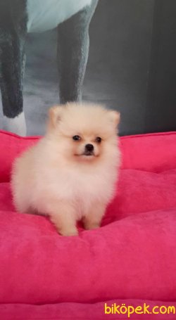 POMERANİAN BOO YAVRULARI 2