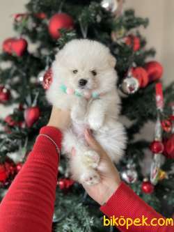 POMERANİAN BOO YAVRULARI 2