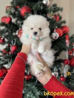POMERANİAN BOO YAVRULARI 3