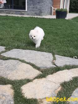 POMERANİAN BOO YAVRULARI 4