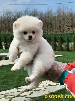 POMERANİAN BOO YAVRULARI 1