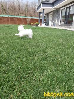 POMERANİAN BOO YAVRULARI 3