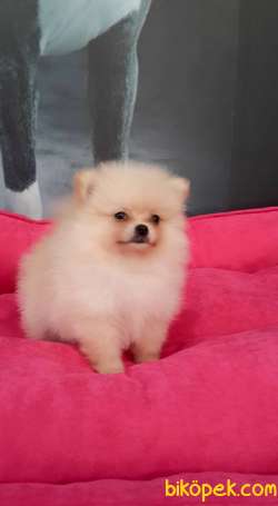 POMERANİAN BOO YAVRULARI 2