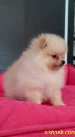 POMERANİAN BOO YAVRULARI 4