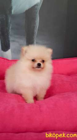POMERANİAN BOO YAVRULARI 3
