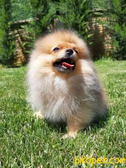 POMERANİAN BOO YAVRULARI 4