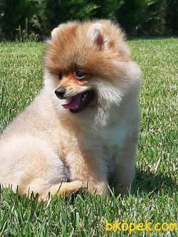 POMERANİAN BOO YAVRULARI 3