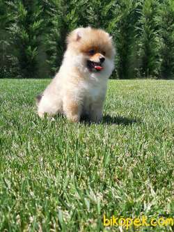 POMERANİAN BOO YAVRULARI 2