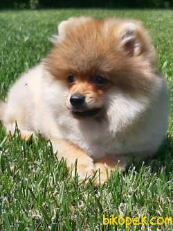 POMERANİAN BOO YAVRULARI 5