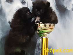 POMERANİAN BOO YAVRULARI 1