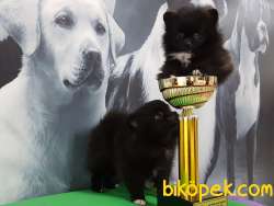 POMERANİAN BOO YAVRULARI 5