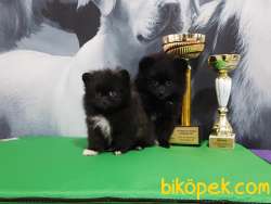 POMERANİAN BOO YAVRULARI 4