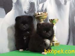 POMERANİAN BOO YAVRULARI 3