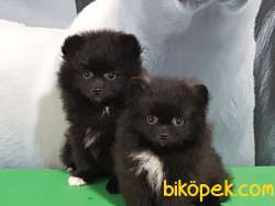 POMERANİAN BOO YAVRULARI 2
