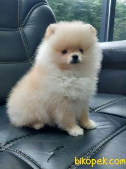 POMERANİAN BOO YAVRULARI 2
