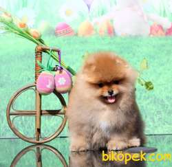 A KALİTE POMERANİAN BOO YAVRULARI BABY FACE 3