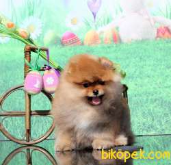 A KALİTE POMERANİAN BOO YAVRULARI BABY FACE 2