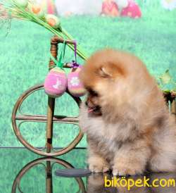 A KALİTE POMERANİAN BOO YAVRULARI BABY FACE 4