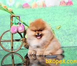 A KALİTE POMERANİAN BOO YAVRULARI BABY FACE 5