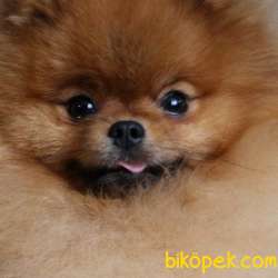 A KALİTE POMERANİAN BOO YAVRULARI BABY FACE 1