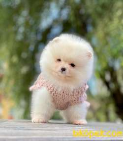 POMERANİAN BOO YAVRULARI 3