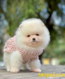 POMERANİAN BOO YAVRULARI 4