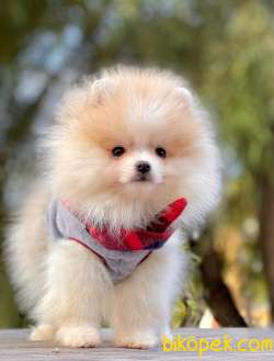 POMERANİAN BOO YAVRULARI 2