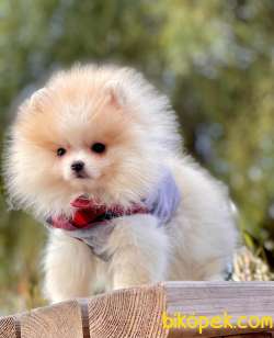 POMERANİAN BOO YAVRULARI 5