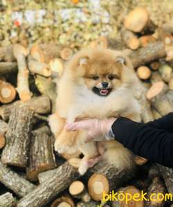POMERANİAN BOO YAVRULARI 3