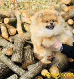 POMERANİAN BOO YAVRULARI 2