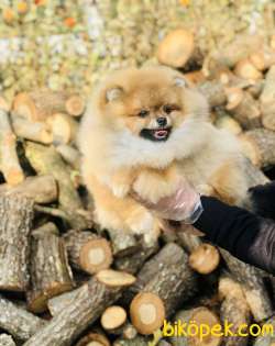 POMERANİAN BOO YAVRULARI 1