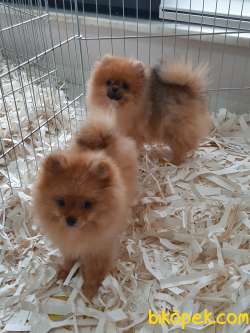 Pomeranian Boo Yavruları 4