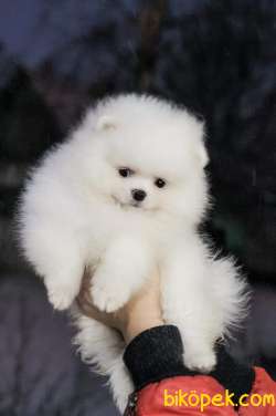 Turkiyenin En Sevimli Pomeranian Boo Yavruları 2