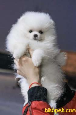 Turkiyenin En Sevimli Pomeranian Boo Yavruları 3